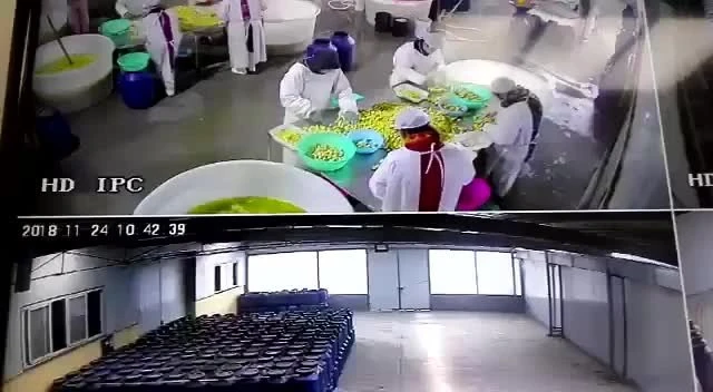 Factory tianqi white mushroom in brine in drums