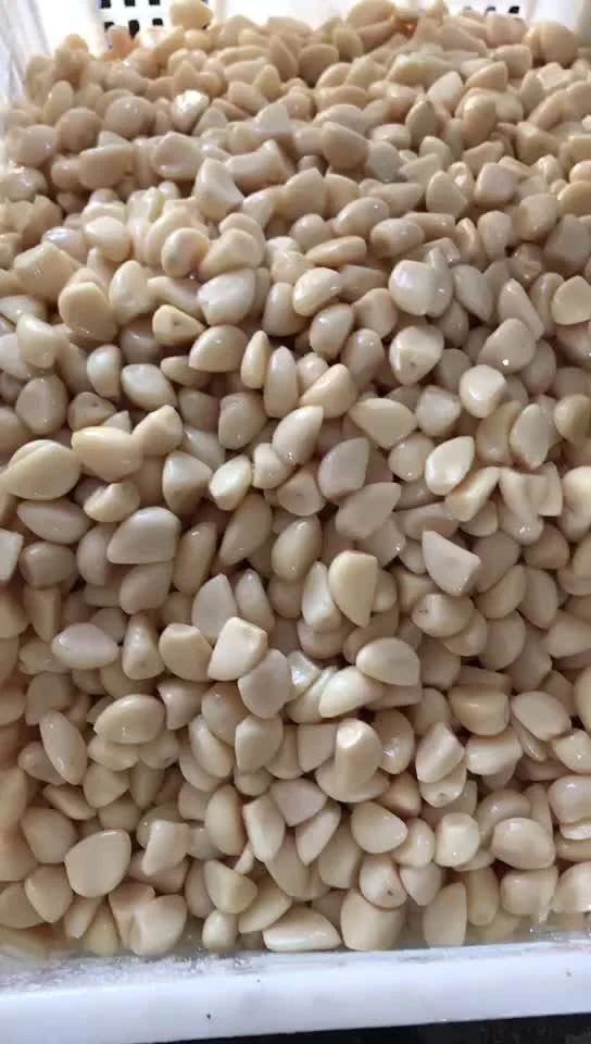 Peeled white garlic cloves in salted water in drums